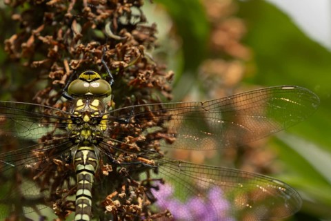 Southern hawker dragonfly (Aeshna cyanea) adult female insect resting on a garden Buddleja flower,
