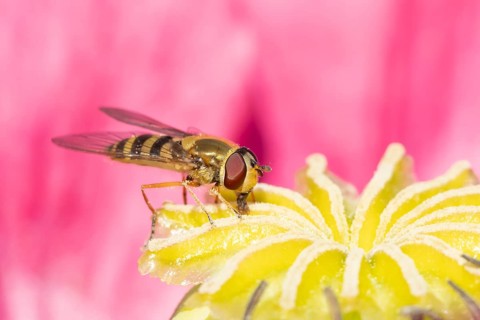 Common hoverfly (Eupeodes corollae) adult insect feeding on a garden poppy flower, Suffolk,