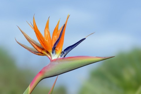 Strelitzia (Strelitzia reginae), flower, ornamental plant, occurring in South Africa