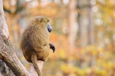 Guinea baboon (Papio papio) sitting on a tree trunk, Bavaria, Germany Europe