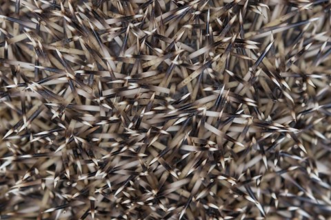 European hedgehog (Erinaceus europaeus) adult animal close up of its spines, England, United
