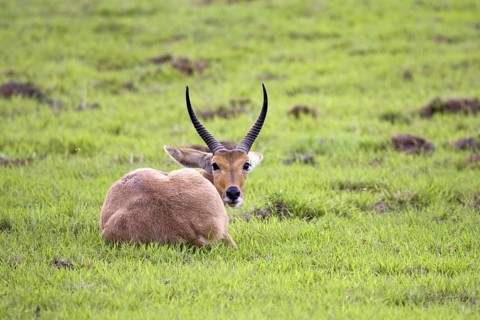 Reedbuck, (Redunca arundinum), male, Mahango NP, Caprivi, Namibia, Africa