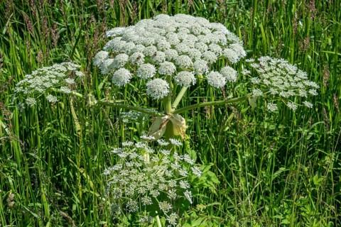 Flowering giant hogweed, (Heracleum mantegazzianum) an invasive species that is difficult to