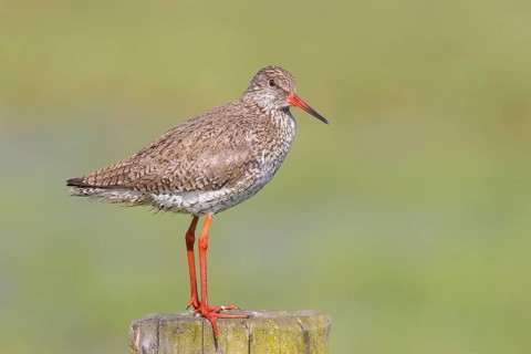 Common redshank (Tringa totanus) standing on a pasture fence, snipe bird, spring, wildlife, Hüde,