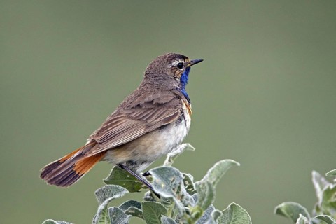 Red-spotted bluethroat, (Luscinia svecica) male, Sweden, Sweden, Europe