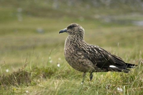 Great skua, Skua, (Stercorarius skua), Skua resting, Norway, Norway, Europe