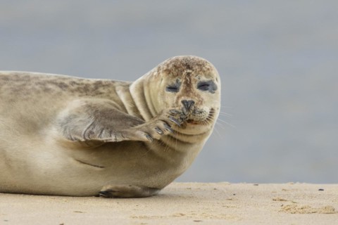 Common seal (Phoca vitulina) adult animal scratching its nose on a seaside beach, Norfolk, England,