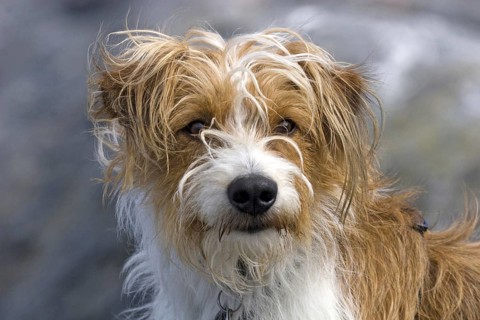 The Kromfohrländer is one of the youngest German dog breeds and has been internationally recognised