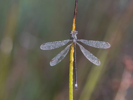 Emerald Damselfly (Lestes sponsa) sits on a rush stalk, the first rays of sunlight dry the wings,