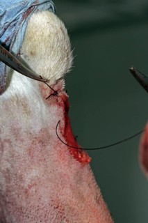 Removal of a skin tumour in a dog, skin tumour, vet, wound is sutured