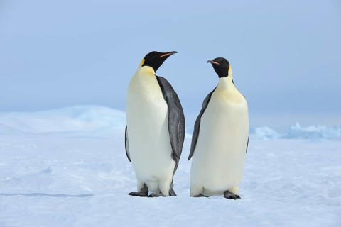 Emperor penguins (Aptenodytes forsteri), Two Adult, Snow Hill Island, Antartic Peninsula,