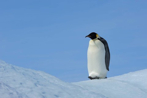 Emperor penguins (Aptenodytes forsteri), Adult, Snow Hill Island, Antartic Peninsula, Antarctica