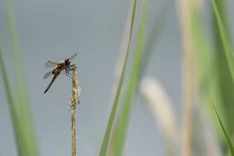 Four spotted chaser dragonfly (Libellula quadrimaculata) adult insect resting on a plant stem in a