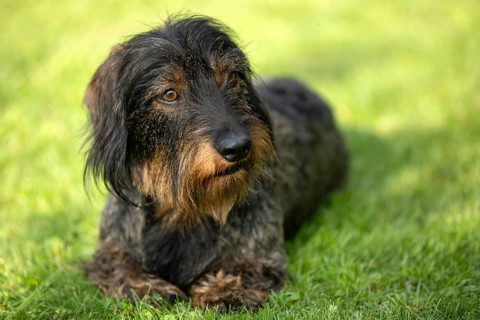 Rough-haired dachshund (Canis lupus familiaris) puppy, male, 3 years, animal portrait, lying in a