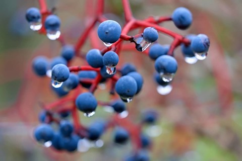 Wild vine, maiden vine (Parthenocissus quinquefolia) with fruit, Moselle, Rhineland-Palatinate,
