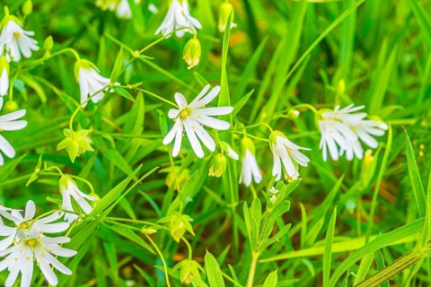Chickweed (Rabelera holostea), true chickweed, large-flowered chickweed, close-up, nature