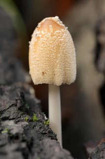 Mica tintling (Coprinellus micaceus, Coprinus micaceus), North Rhine-Westphalia, Germany, Europe