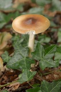 Reddish-brown scabbard or foxy scabbard (Amanita fulva), North Rhine-Westphalia, Germany, Europe