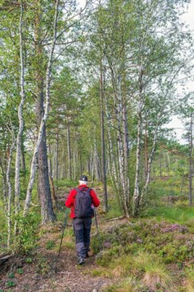 Woman hiking with walking poles and a backpack on a path at a bog with birch trees and pine trees