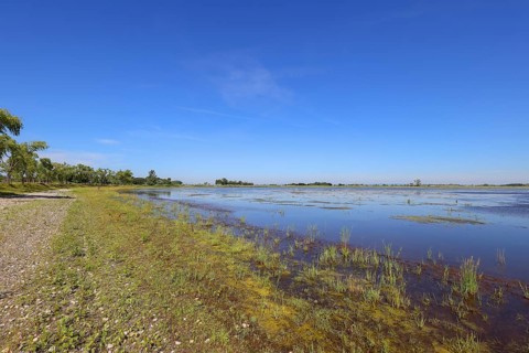Zicksee in summer, blue sky, Sankt Andrä am Zicksee, Seewinkel, Northern Burgenland, Lake
