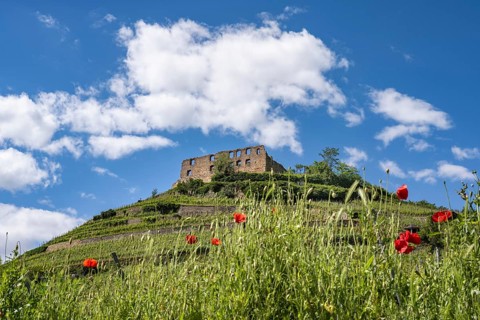 The ruins of Staufen Castle on the Schlossberg, wine-growing area, Staufen im Breisgau,