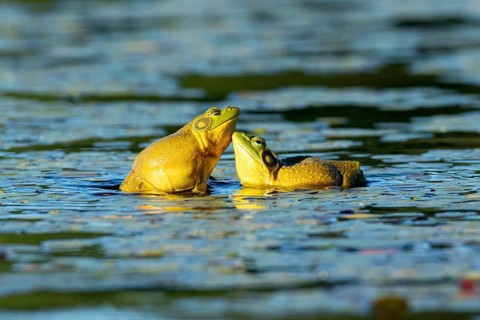 Bull frogs Lithobates catesbeianus. Male bull frogs fighting during the breeding season. La