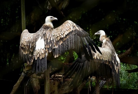 Vultures sitting on a wooden structure in an enclosure at Assam State Zoo in Guwahati, Assam, India