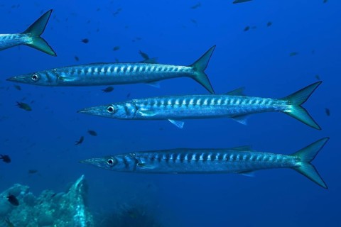 School of fish, group, school of barracuda (Sphyraena sphyraena) in the Mediterranean Sea near