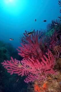 Violescent sea-whip (Paramuricea clavata) against the light. Dive site Giens Peninsula,