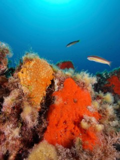 Orange upholstery sponge (Reniera fulva) and mediterranean rainbow wrasse (Coris julis) in the
