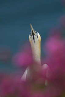 Northern gannet (Morus bassanus) adult bird amongst flowering Red campion plants on a cliff top,