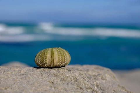 Sea urchins, enclosure off the Indian Ocean, De Hoop Nature Reserve, nature reserve near