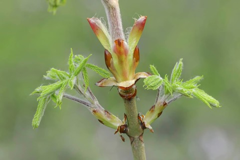 Horse-chestnut (Aesculus hippocastanum), leaf budding in spring, North Rhine-Westphalia, Germany,