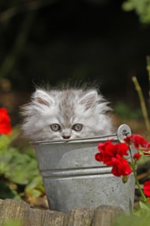 Persian cat, long-haired cat