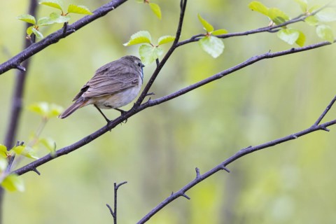 Red-throated Bluethroat or Tundra Bluethroat (Luscinia svecica), adult male sitting on a branch,