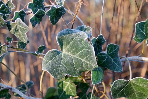 Common ivy (Hedera helix), leaf, leaf veins, plant, winter, frost, detail, The green leaf of the
