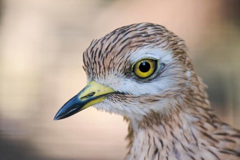 Stone Curlew (Burhinus oedicnemus), captive, Lower Saxony, Germany, Europe