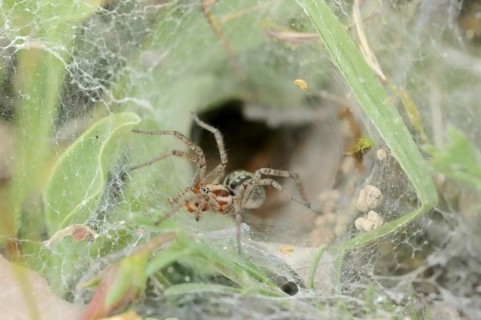 Common labyrinth spider (Agelena labyrinthica), female in web, Provence, South of France
