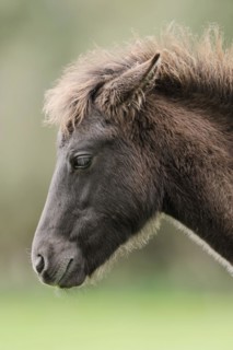 Dülmen wild horse, foal, portrait, Merfelder Bruch, Dülmen, North Rhine-Westphalia, Germany, Europe