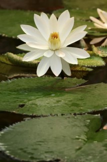 Egyptian white water-lily (Nymphaea lotus), flower, native to Africa, ornamental plant, North