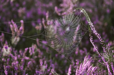 Broom common heather (Calluna vulgaris) in bloom, spider webs, Lüneburg Heath, Lower Saxony,
