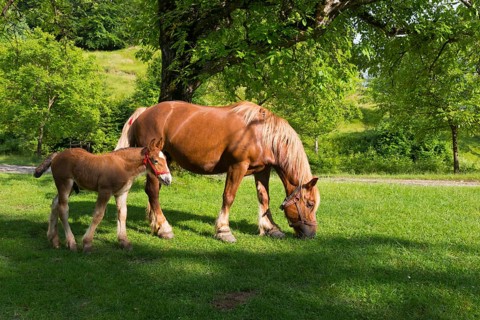 A bay horse and foal grazing peacefully in a sunny pasture next to a tree, foal and dam, Nucet,