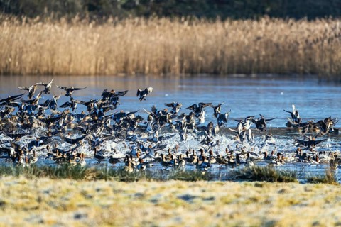 Eurasian Wigeon, Mareca penelope, birds in flight over marshes at winter