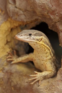 Spiny-tailed monitor (Varanus acanthurus), captive, occurring in Australia