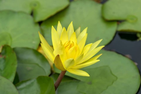 Yellow water lily (Nymphaea), Botanical Garden, Erlangen, Middle Franconia, Bavaria, Germany,