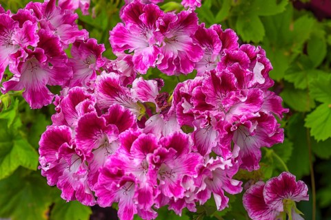 Petunias (Petunia), Botanical Garden, Erlangen, Middle Franconia, Bavaria, Germany, Europe