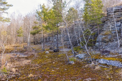 Rock face at an old disused limestone quarry with growing pine trees