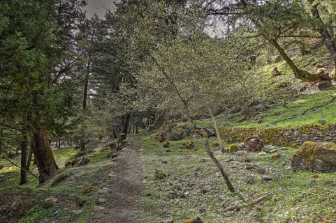 A quiet forest path surrounded by green trees and moss-covered stones, Large old trees, wild