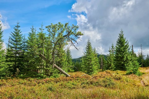 Vegetation with Norway spruce (Picea abies), an old rowan (Sorbus aucuparia) tree and colored