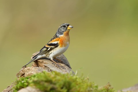 Brambling (Fringilla montifringilla), male sitting on a tree root in the forest, Wilnsdorf, North